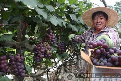 農行助力“南方吐魯番”溶江鎮喜獲葡萄大豐收，科技與農業融合共譜鄉村振興新篇
